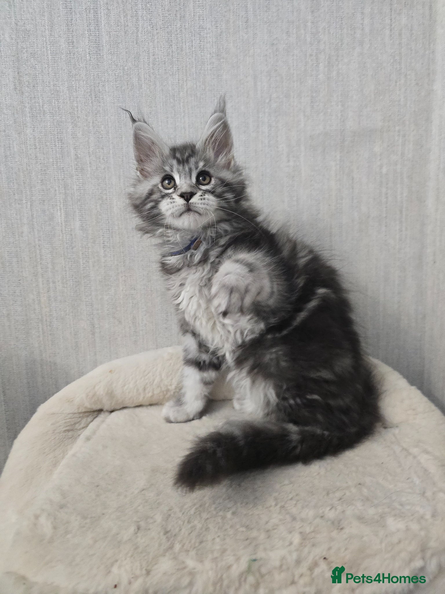 Maine Coon cats LAST BOY! TiCA Registered Maine Coon Kittens - Advert 2