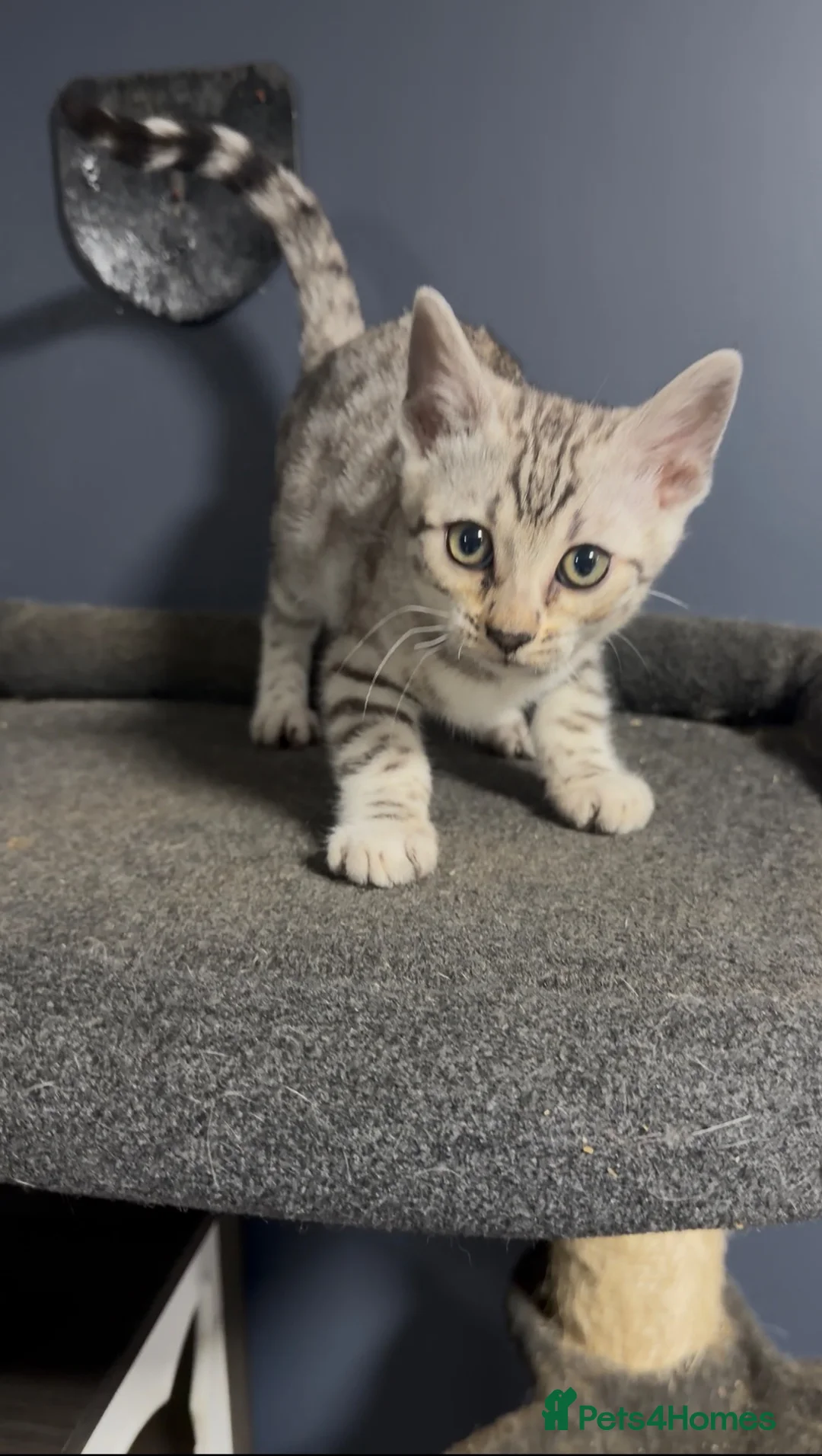 Bengal cats for sale: Bengal kittens  - Advert 2