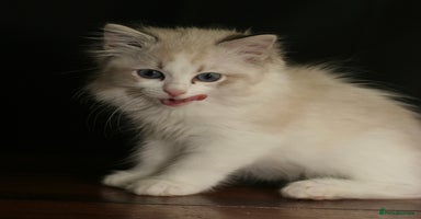 Ragdoll cats - Advert 7