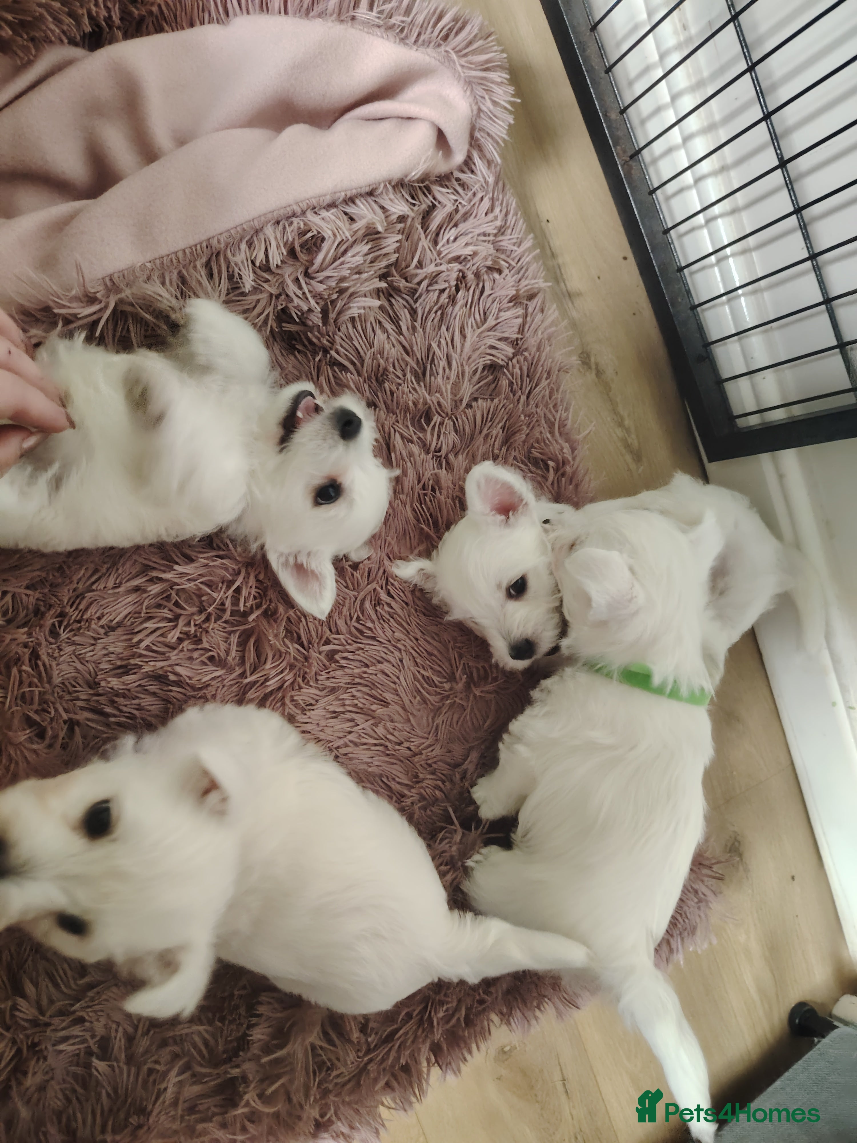 West Highland Terrier dogs West highland terrier puppies pedigree kc reg - Advert 2