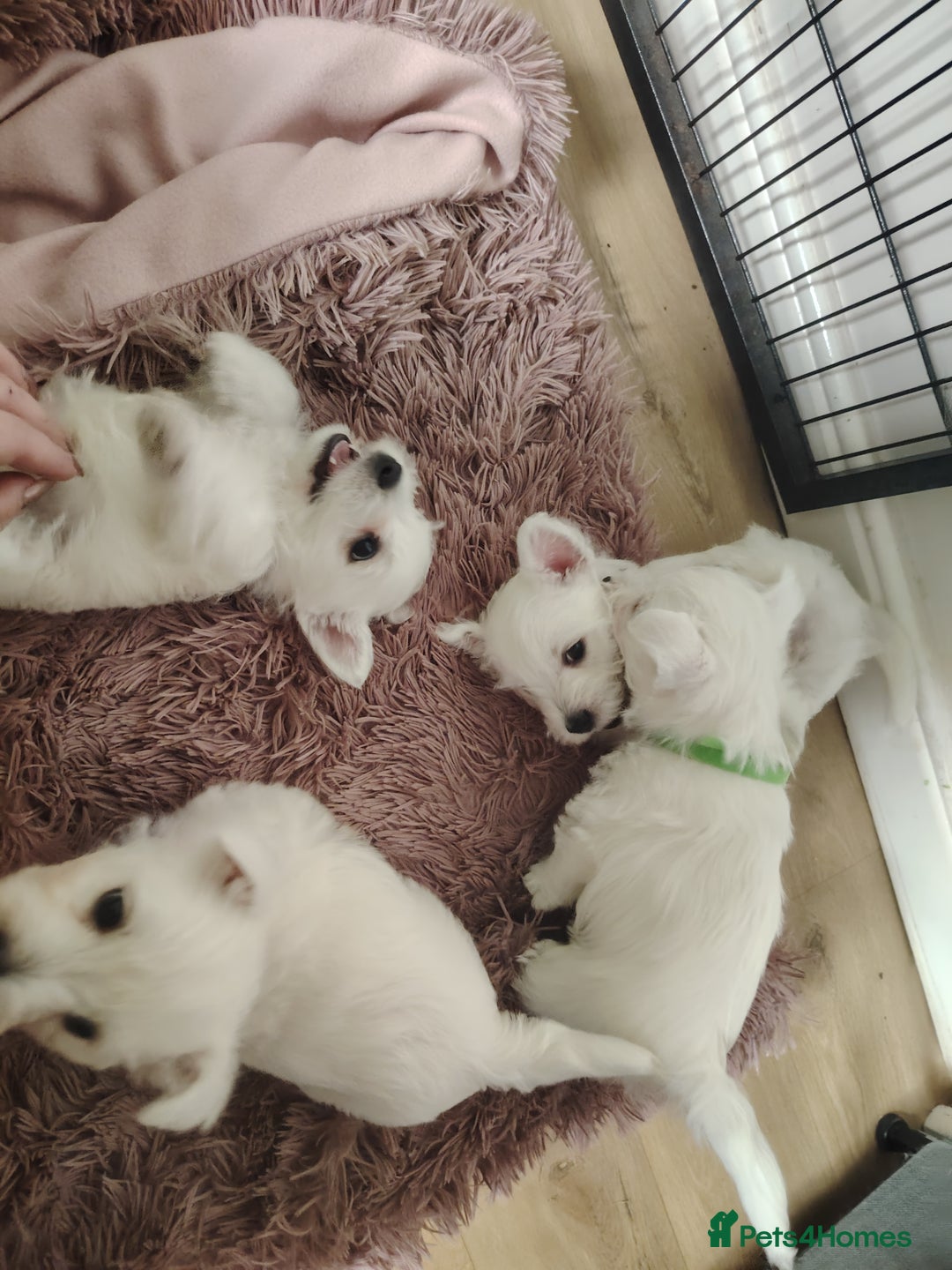 West Highland Terrier dogs for sale: West highland terrier puppies pedigree kc reg - Advert 1