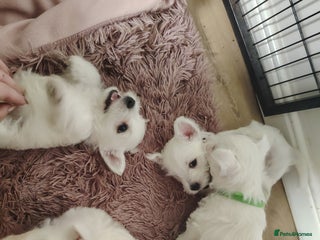 West Highland Terrier dogs West highland terrier puppies pedigree kc reg - Advert 13
