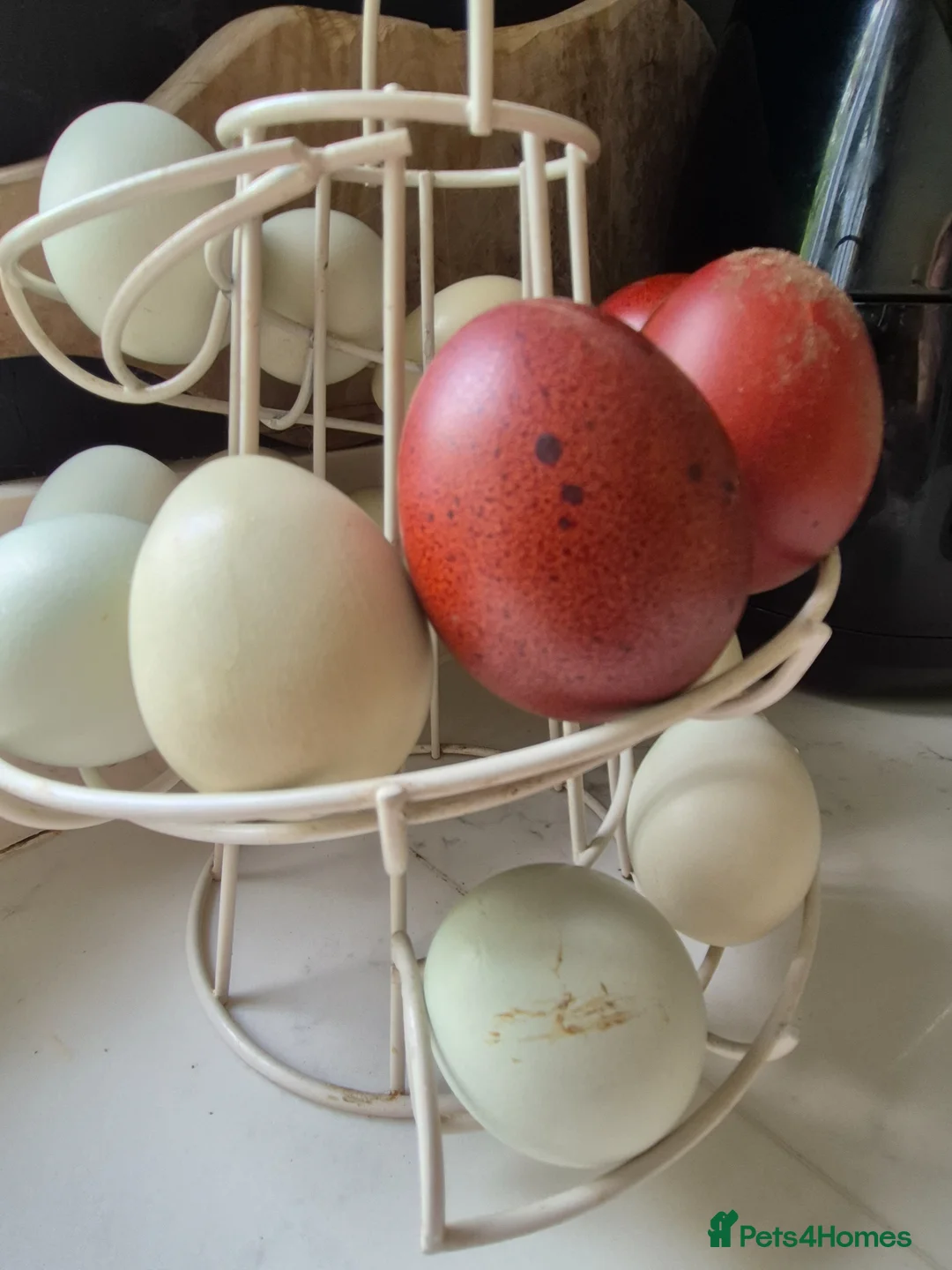 Chickens poultry for sale: Breeding pair of Copper Marans - Advert 2