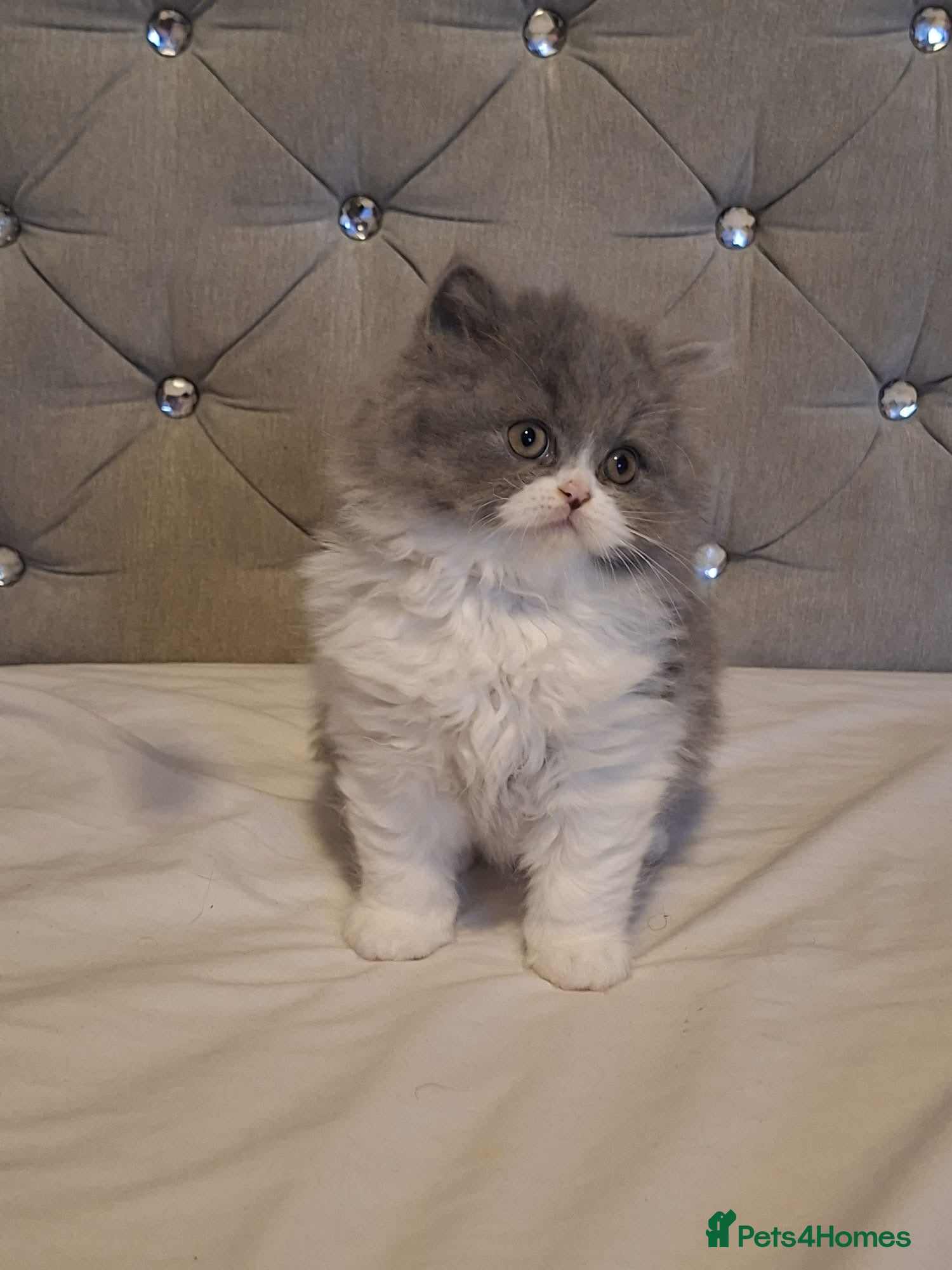 British Shorthair cats Gorgeous British shorthair and longhair💙💖🏆🏆 - Advert 1