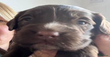 Mixed Breed dogs English Springer Spaniel X Cockerpoo  - Advert 10