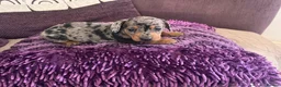Miniature Dachshund dogs for sale: 🥰🐶MINIATURE DACHSHUND PUPPIE🥰🐶 - Advert 4
