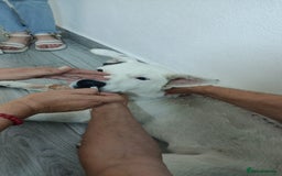 Mixed Breed dogs for adoption: 🌸MEET BIANCA - A Gentle Girl for a Loving Home - Advert 22