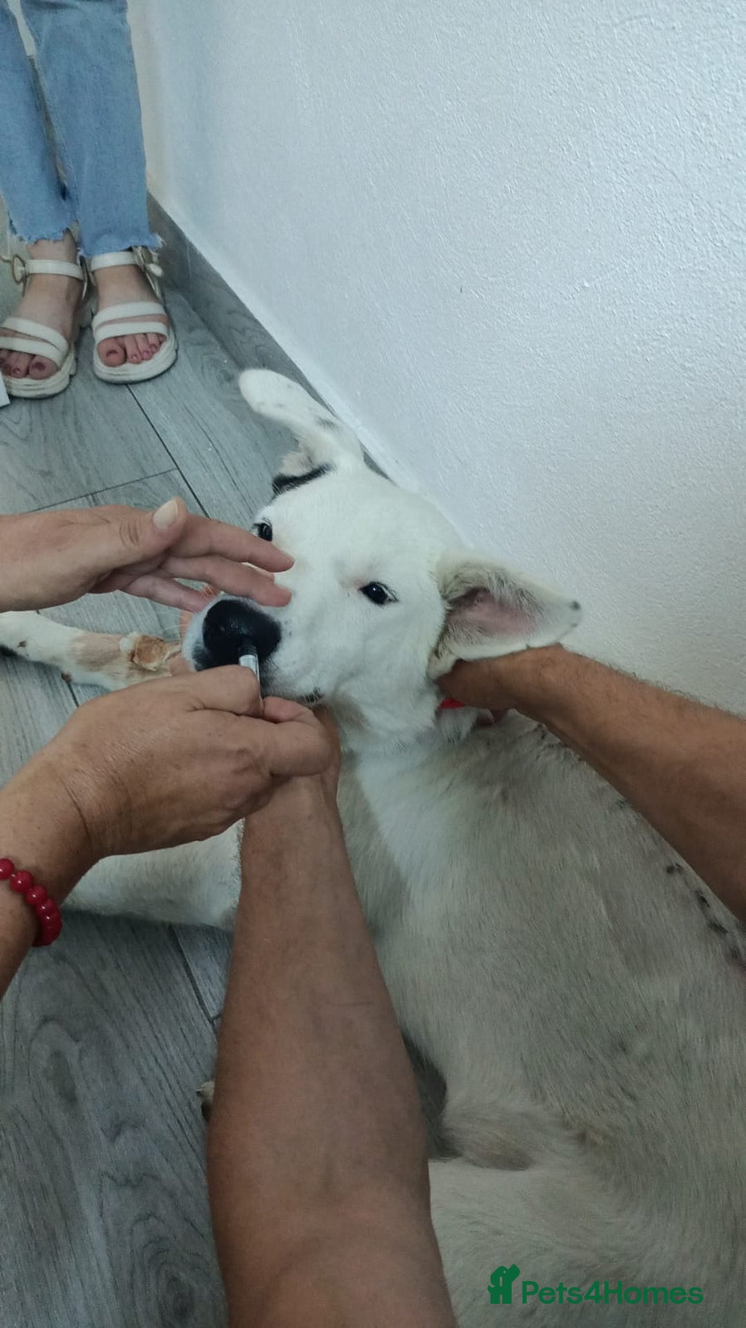 Mixed Breed dogs for adoption: 🌸MEET BIANCA - A Gentle Girl for a Loving Home - Advert 22