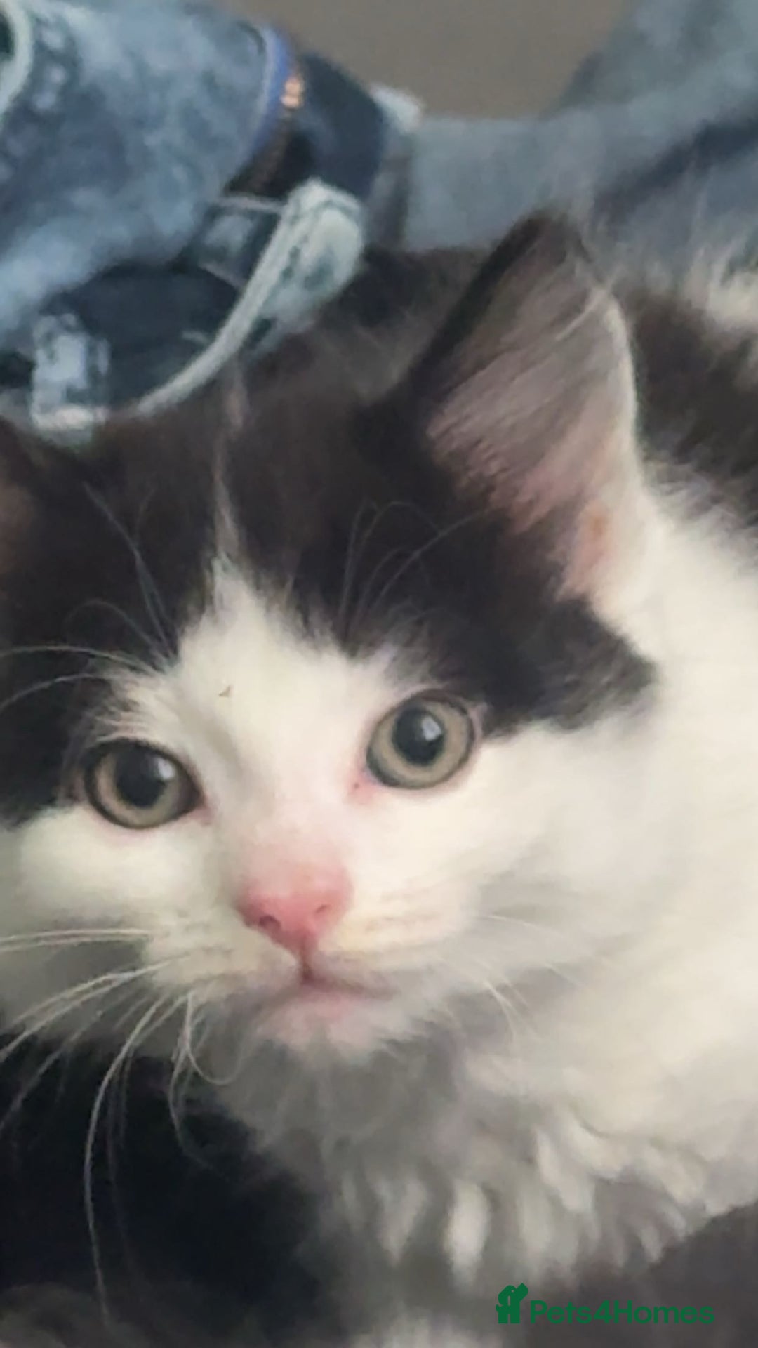 Mixed Breed cats for sale: For sale 3 female kittens and 1 older male kitten - Image 14