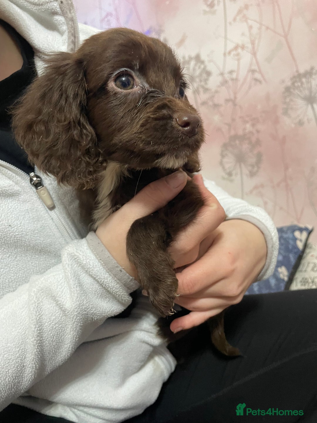 Sprocker dogs for sale: Sprocker Spaniel Puppies - Advert 3