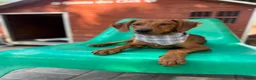 Mixed Breed dogs for adoption: Super Scout in Fleet - Advert 3