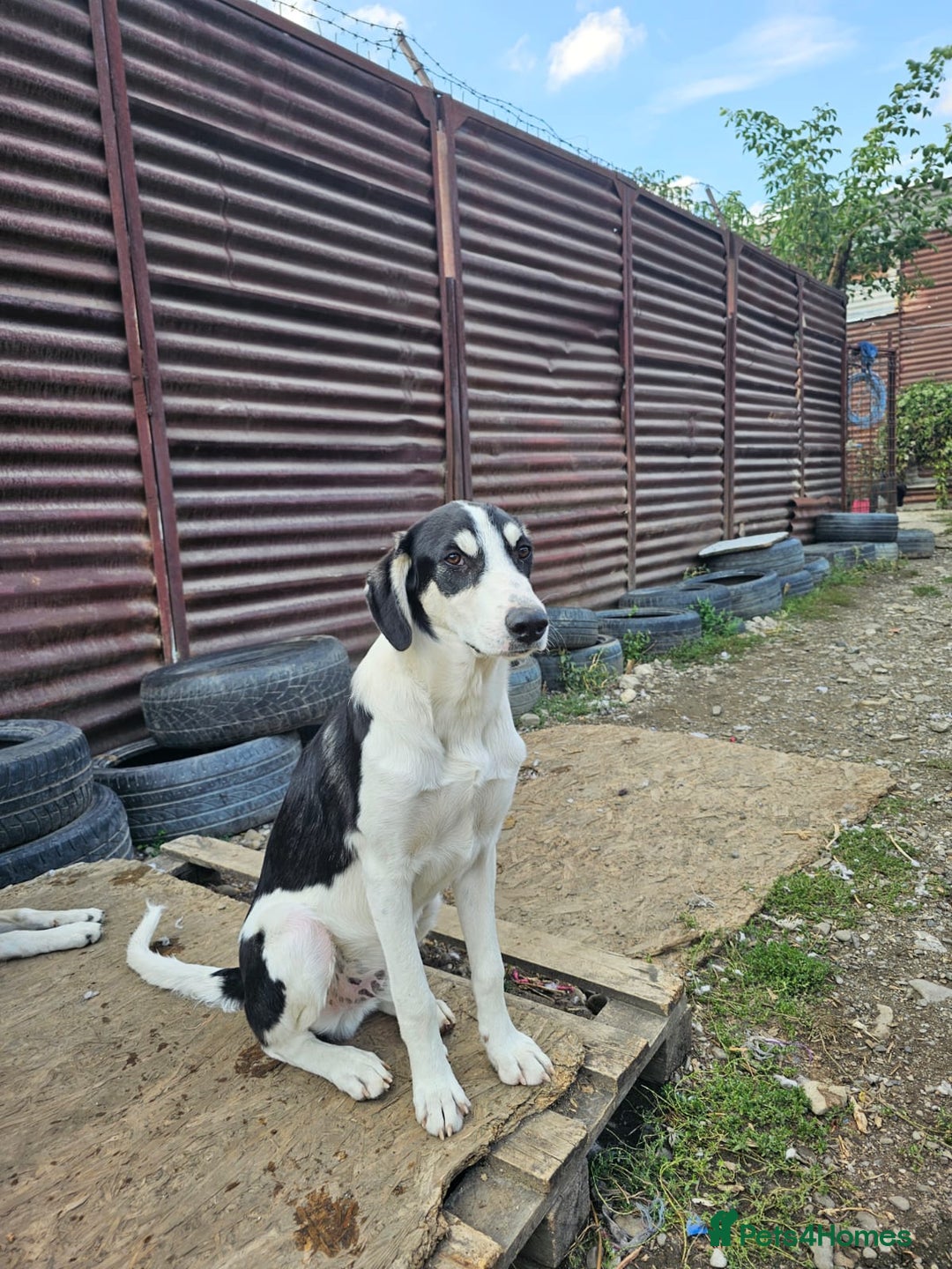 Mixed Breed dogs for adoption: OTIS - a Handsome and gentle boy for a Loving Home - Image 26