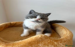 British Shorthair cats for sale: 🐻 STUNNING GIRL GCCF REGISTERED REDUCED LAST 1 🐻 - Image 37