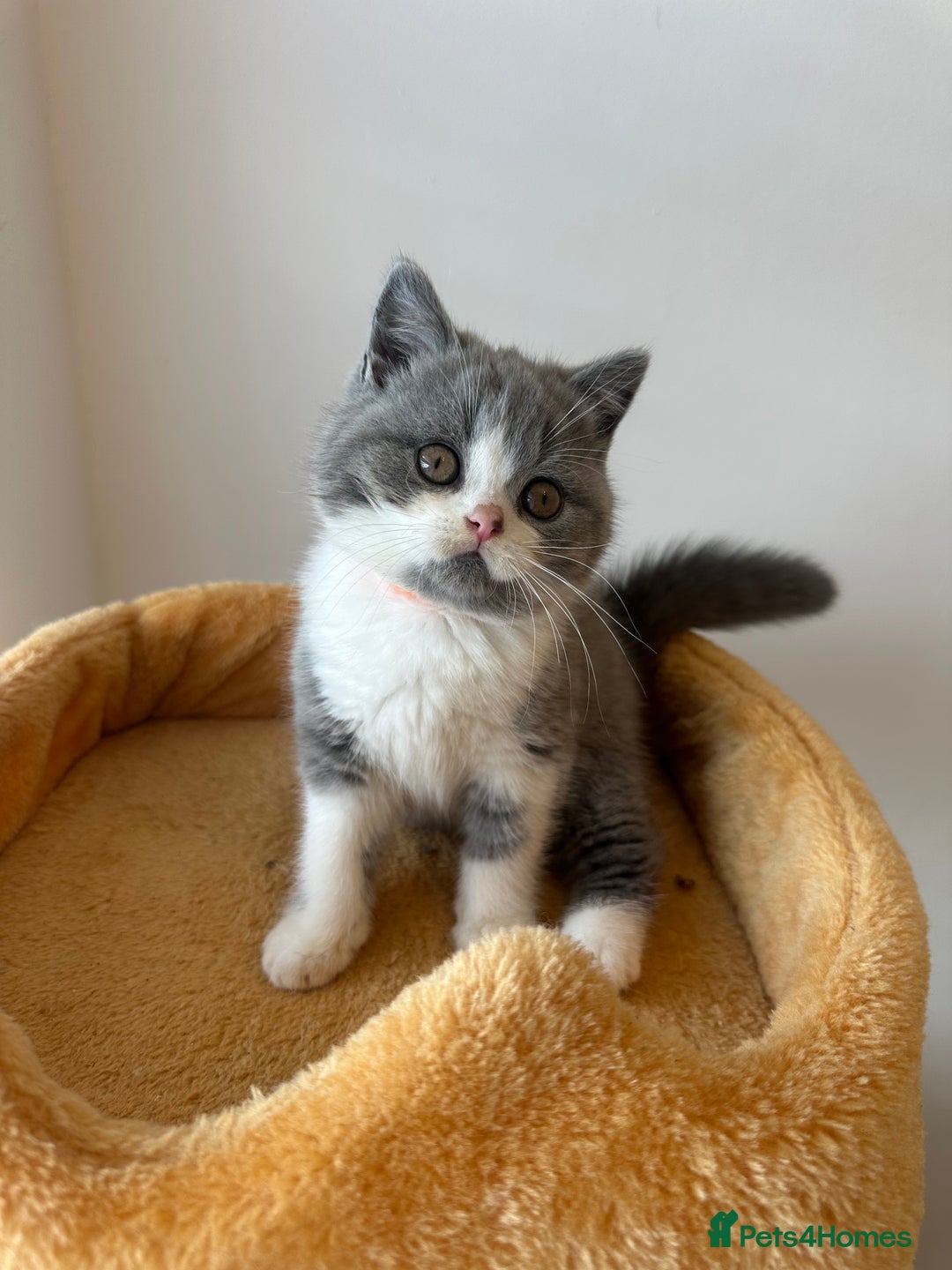 British Shorthair cats for sale: 🐻 STUNNING GIRL GCCF REGISTERED REDUCED LAST 1 🐻 - Image 37