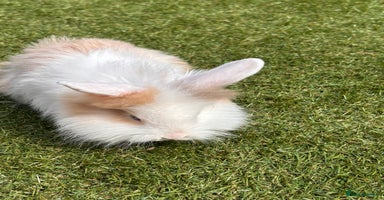 Lionhead rabbits - Advert 1