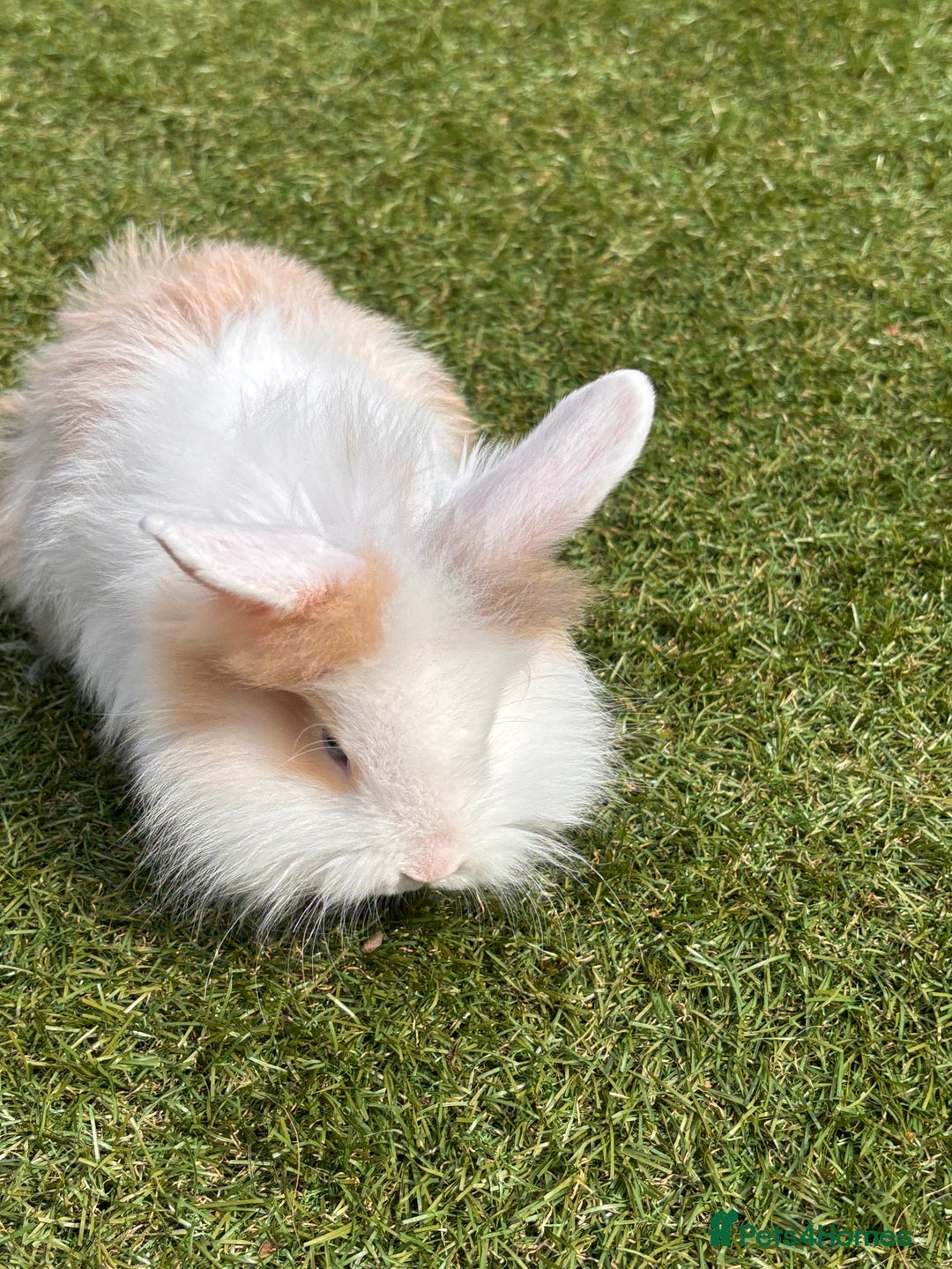 Lionhead rabbits for sale: Lionhead x lowered baby rabbits  - Image 3