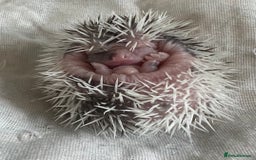 Pygmy Hedgehog rodents for sale: African Pygmy hedgehogs hoglets  - Image 3