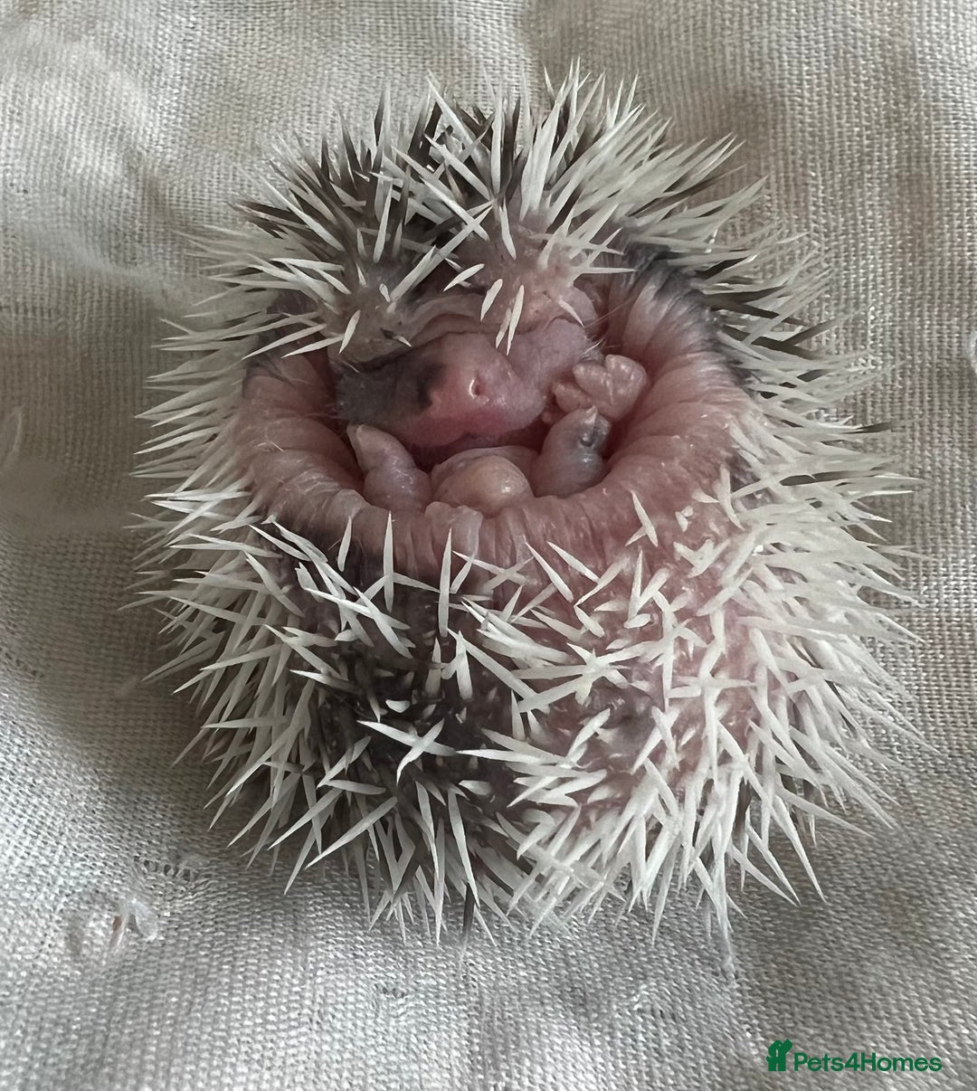 Pygmy Hedgehog rodents for sale: African Pygmy hedgehogs hoglets  - Image 3