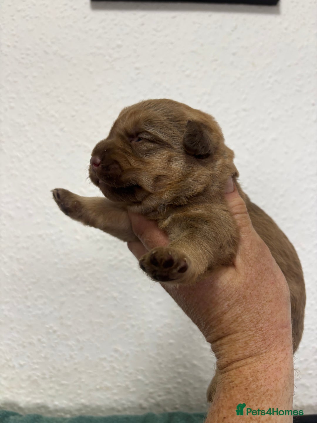 Patterdale Terrier dogs for sale: Quality Patterdale Pups - Advert 6