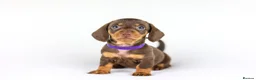 Miniature Dachshund dogs for sale: Short Haired miniature dachshund Puppy’s  - Advert 11