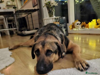 Mixed Breed dogs Jim the gentle giant - Advert 6