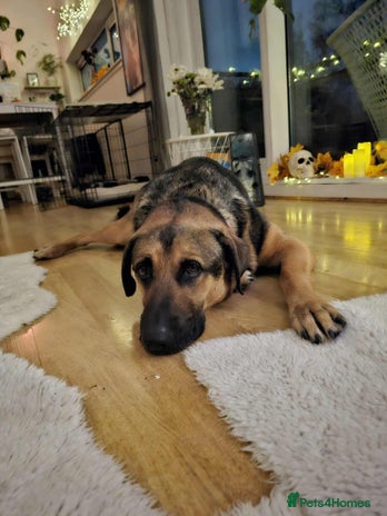 Mixed Breed dogs Jim the gentle giant - Advert 4