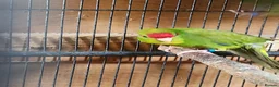 Mixed Breed birds for sale: KAKARIKS FOR SALE - Advert 5