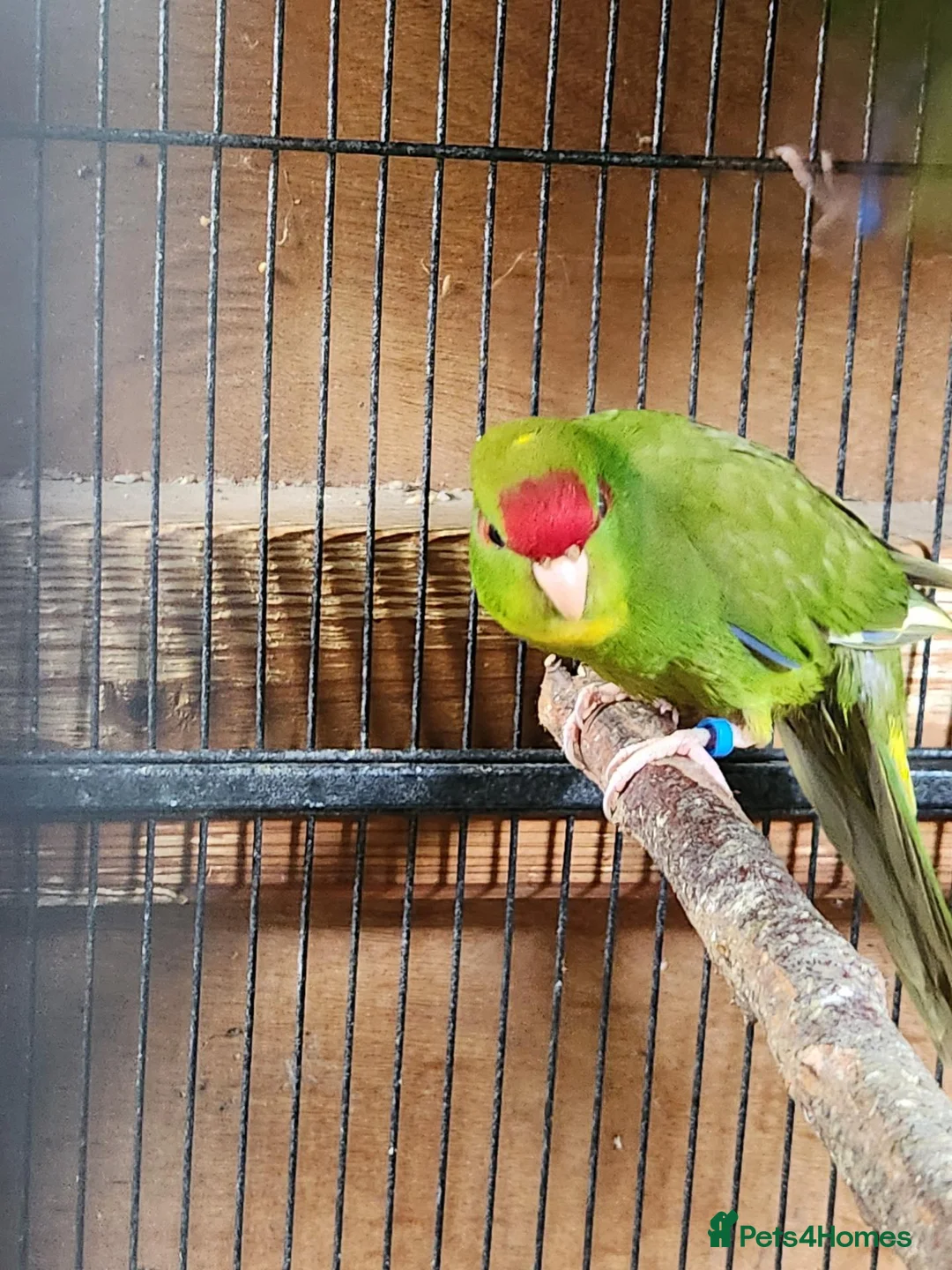 Mixed Breed birds for sale: KAKARIKS FOR SALE - Advert 5