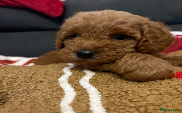 Jackapoo dogs Beautiful litter of 6 F1B Jackapoos - Advert 1