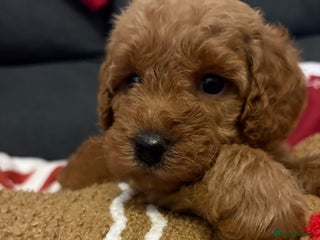 Jackapoo dogs Beautiful litter of 6 F1B Jackapoos - Advert 2