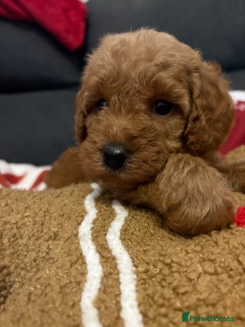 Jackapoo dogs Beautiful litter of 6 F1B Jackapoos - Advert 1