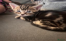 Domestic Shorthair cats for sale: 2 Female Tabby Kittens For Sale - Image 8