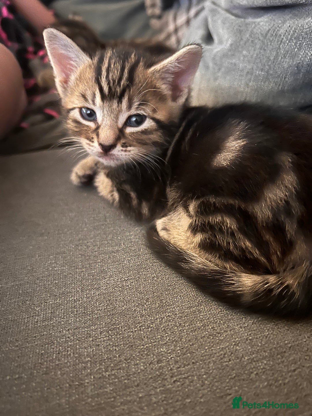Domestic Shorthair cats for sale: 2 Female Tabby Kittens For Sale - Image 8