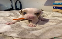 Mixed Breed dogs for sale: Staffie cross American bulldog chunky puppy’s  - Image 14