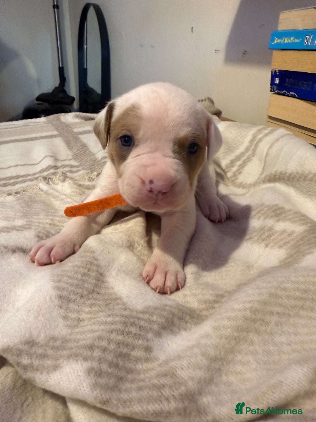 Mixed Breed dogs for sale: Staffie cross American bulldog chunky puppy’s  - Image 14