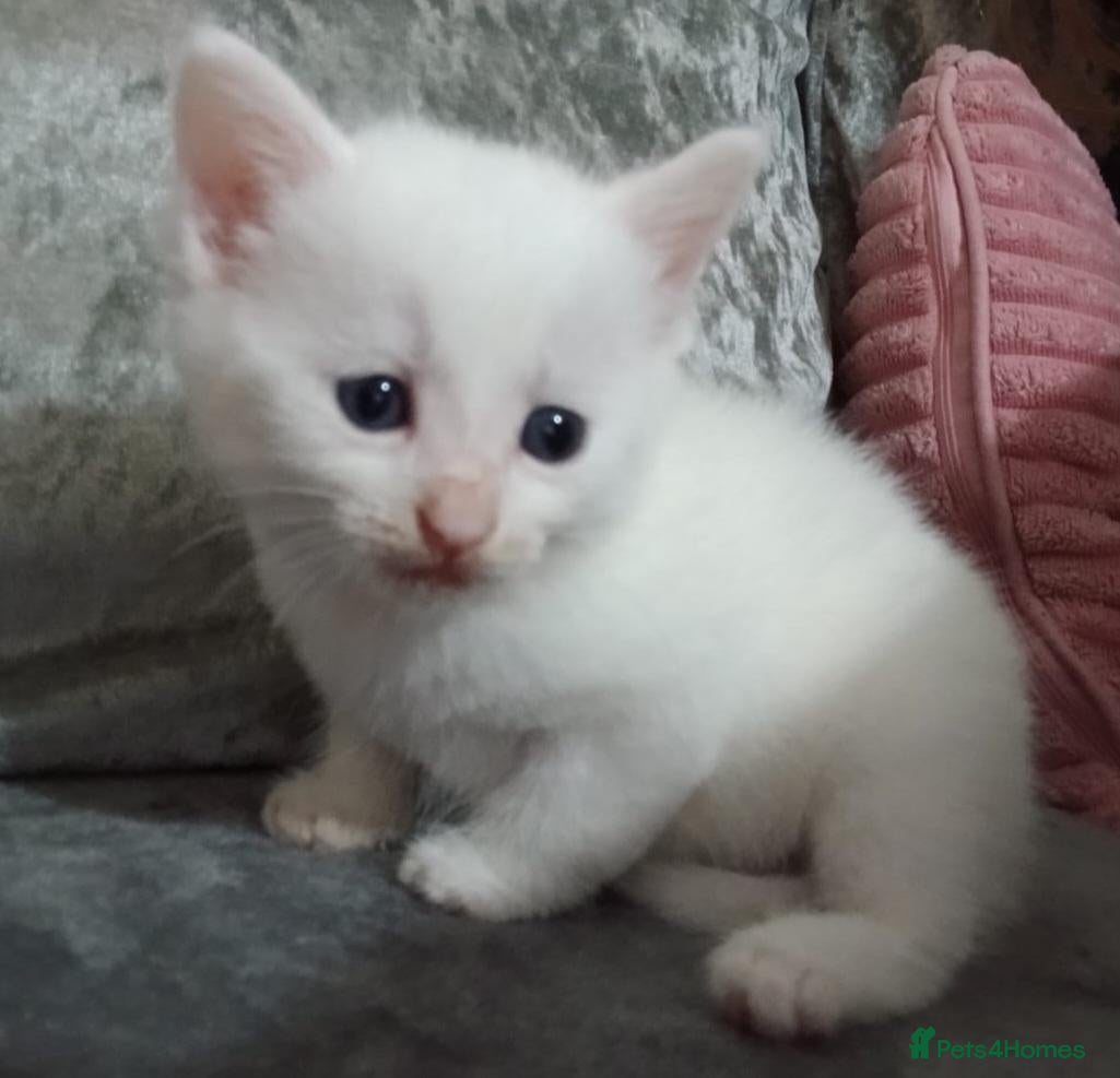 Mixed Breed cats 5 beautiful white kittens with lovely temperaments - Advert 4
