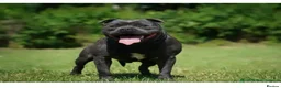 Staffordshire Bull Terrier dogs for sale: KC Registered Blue Staffordshire Bull Terrier Pups - Advert 7