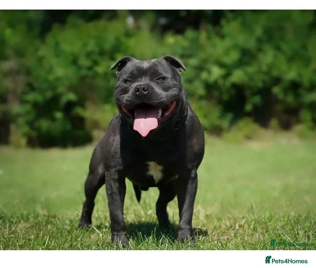 Staffordshire Bull Terrier dogs for sale: KC Registered Blue Staffordshire Bull Terrier Pups - Advert 7