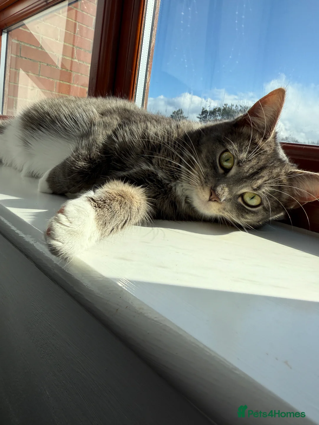 British Shorthair cats for sale: Two black female kittens  - Advert 1