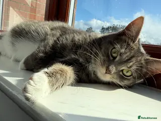 British Shorthair cats Two black female kittens - Advert 1