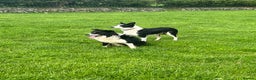 Border Collie dogs for sale: Sheep dog pupps for sale  - Advert 2