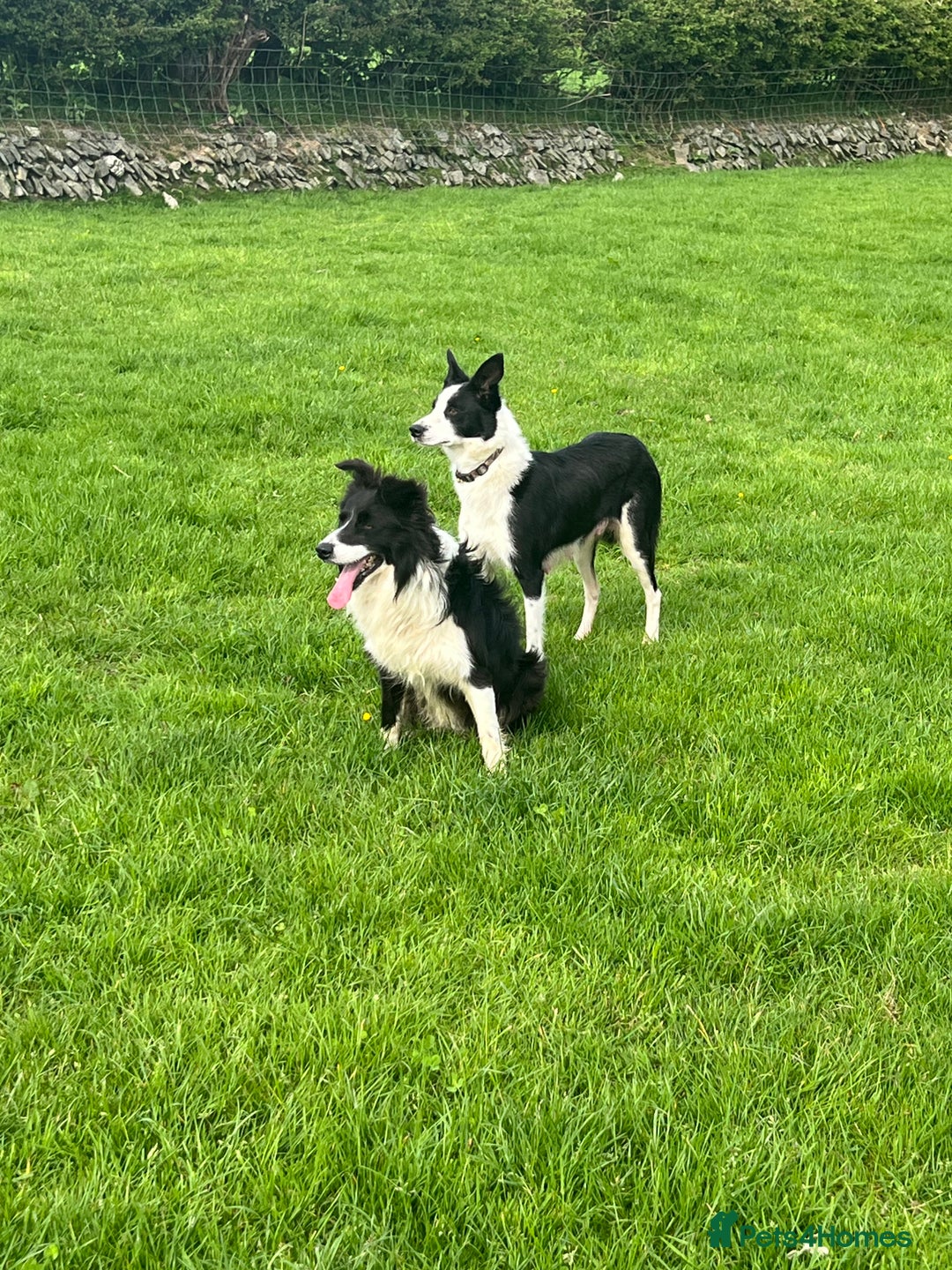 Border Collie dogs for sale: Sheep dog pupps for sale  - Advert 2