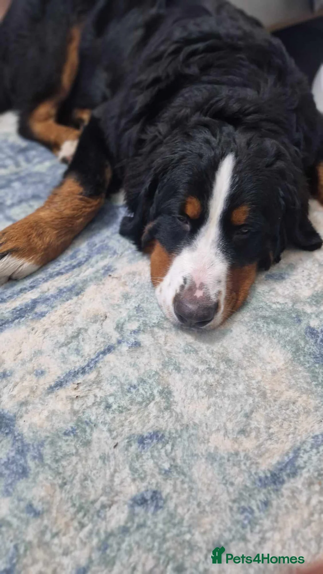Bernese Mountain Dog dogs for sale: Bernese mountain dog for sale - Advert 4