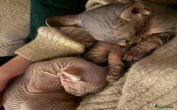 Sphynx cats for sale: Beautiful Male and Female Elf Sphynx Kittens  in Market Rasen - Image 10