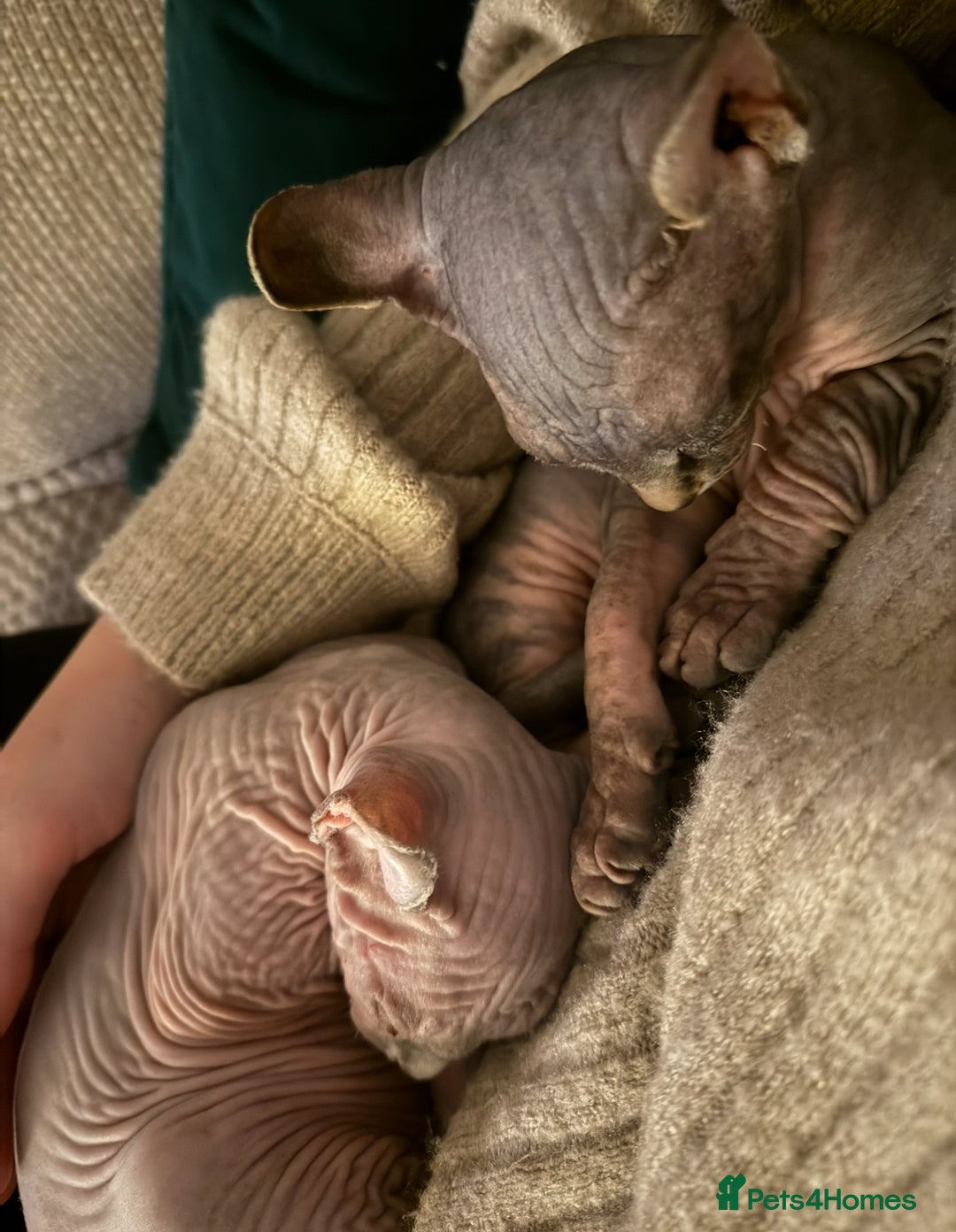 Sphynx cats for sale: Beautiful Male and Female Elf Sphynx Kittens  in Market Rasen - Image 10