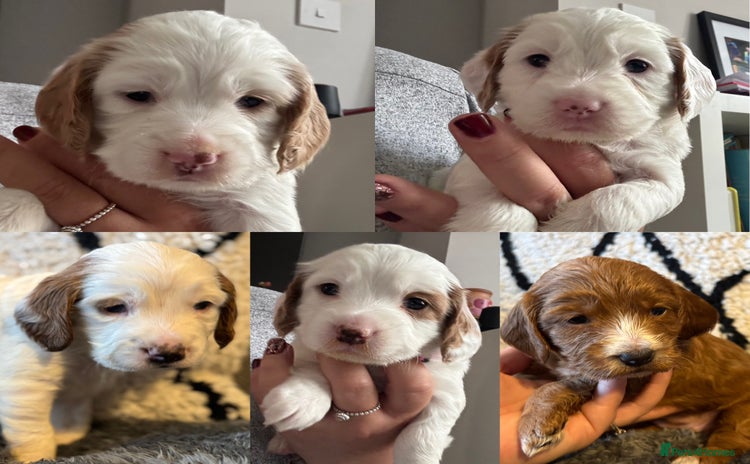 Cockapoo dogs - Advert 12