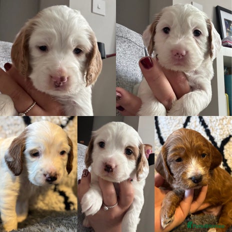 Cockapoo dogs - Advert 12