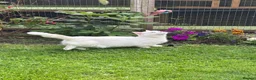 Munchkin cats for sale: 😻❤️ Marshmallow “Baby” ❤️🥰 - Advert 35