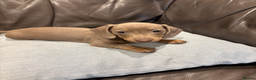 Dachshund dogs for sale: Miniature Dachshund Smooth Haired Dachshunds' - Advert 21