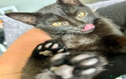 Mixed Breed cats for sale: 6 month old kitten - Image 2